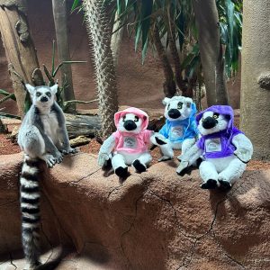 Tropikariets Lemur Hoodie