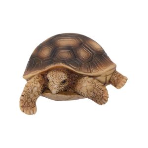 Magnet Tortoise